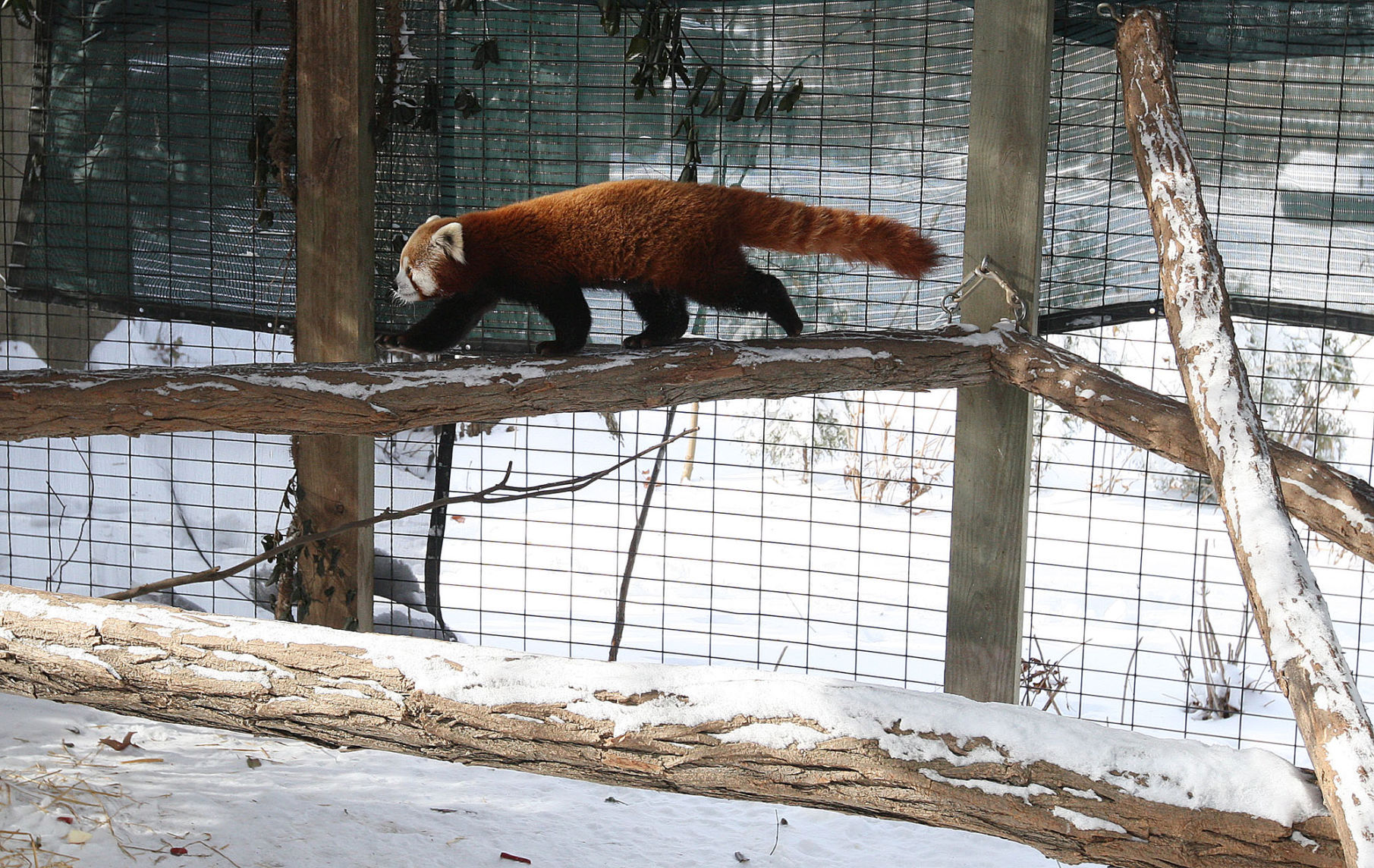 2014: Scovill Zoo Animals